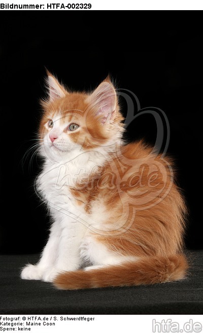 Maine Coon Kätzchen / maine coon kitten / HTFA-002329