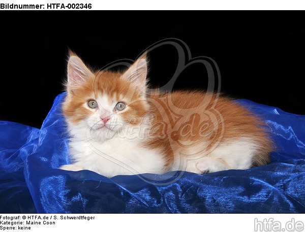 Maine Coon Kätzchen / maine coon kitten / HTFA-002346