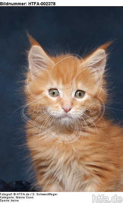 Maine Coon Kätzchen / maine coon kitten / HTFA-002378