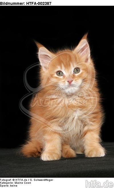 Maine Coon Kätzchen / maine coon kitten / HTFA-002387