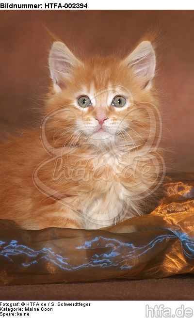 Maine Coon Kätzchen / maine coon kitten / HTFA-002394