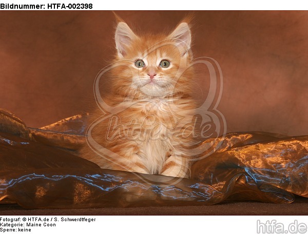 Maine Coon Kätzchen / maine coon kitten / HTFA-002398