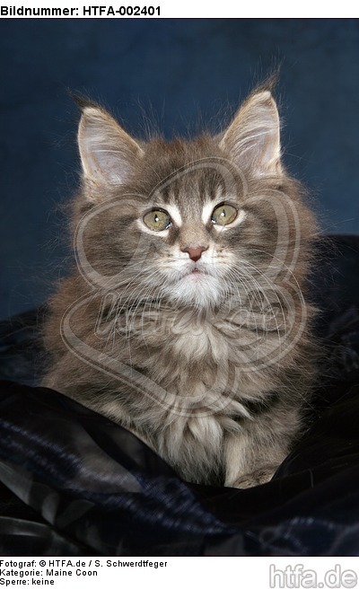 Maine Coon Kätzchen / maine coon kitten / HTFA-002401