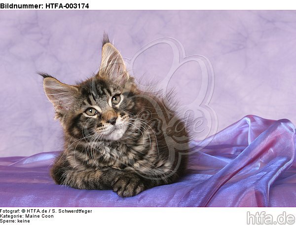 Maine Coon Kätzchen / maine coon kitten / HTFA-003174