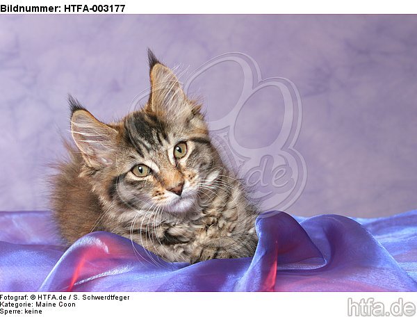 Maine Coon Kätzchen / maine coon kitten / HTFA-003177