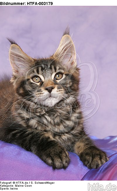 Maine Coon Kätzchen / maine coon kitten / HTFA-003179