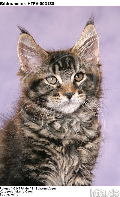 Maine Coon Kätzchen / maine coon kitten / HTFA-003180