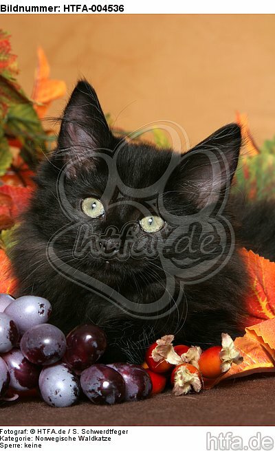 Norwegische Waldkatze Kätzchen / norwegian forestcat kitten / HTFA-004536