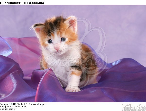 Maine Coon Kätzchen / maine coon kitten / HTFA-005404