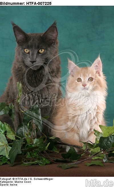 Maine Coon Kätzchen / maine coon kitten / HTFA-007225