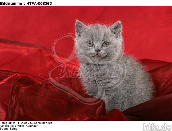 sitzendes Britisch Kurzhaar Kätzchen / sitting british shorthair kitten / HTFA-008363