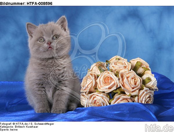 sitzendes Britisch Kurzhaar Kätzchen / sitting british shorthair kitten / HTFA-008596