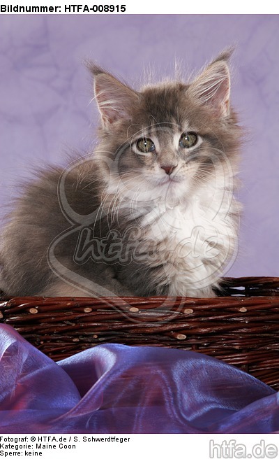 sitzendes Maine Coon Kätzchen / sitting maine coon kitten / HTFA-008915