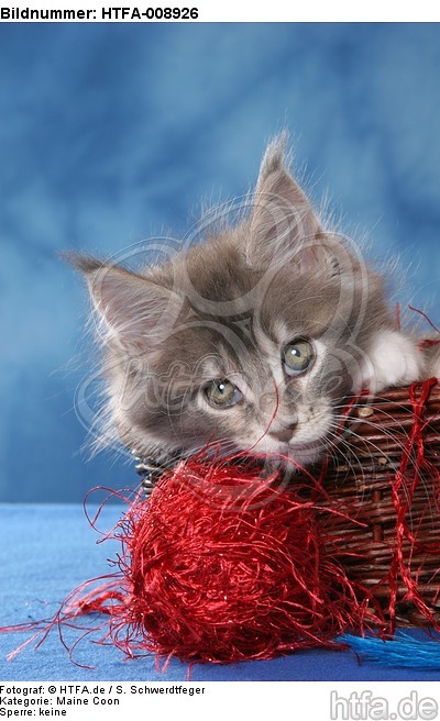 spielendes Maine Coon Kätzchen / playing maine coon kitten / HTFA-008926