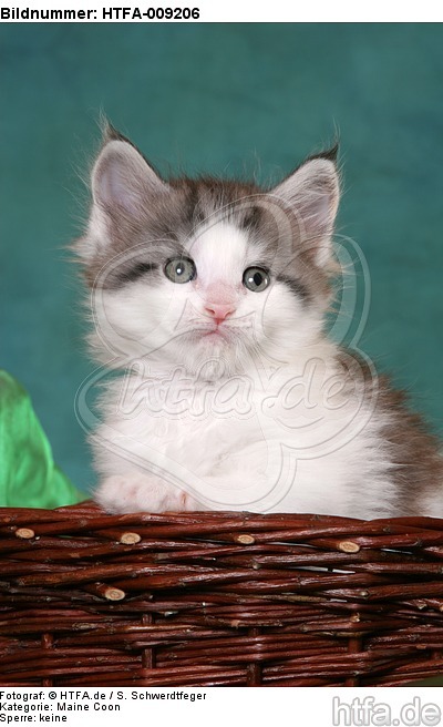 Maine Coon Kätzchen Portrait / maine coon kitten portrait / HTFA-009206