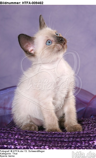 sitzendes Thai Kätzchen / sitting thai kitten / HTFA-009462