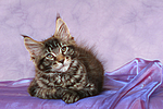 Maine Coon Kätzchen / maine coon kitten