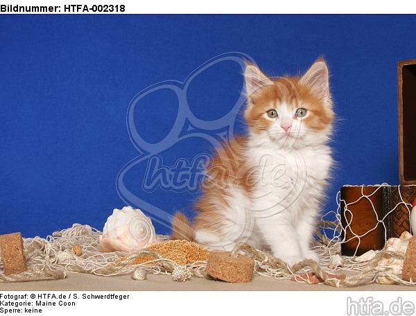 Maine Coon Kätzchen / maine coon kitten / HTFA-002318