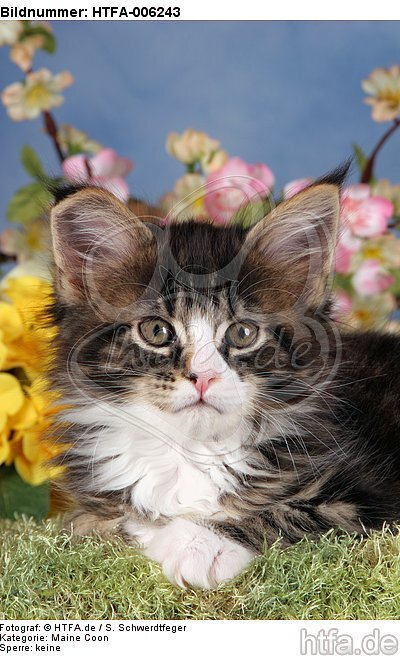 Maine Coon Kätzchen / maine coon kitten / HTFA-006243