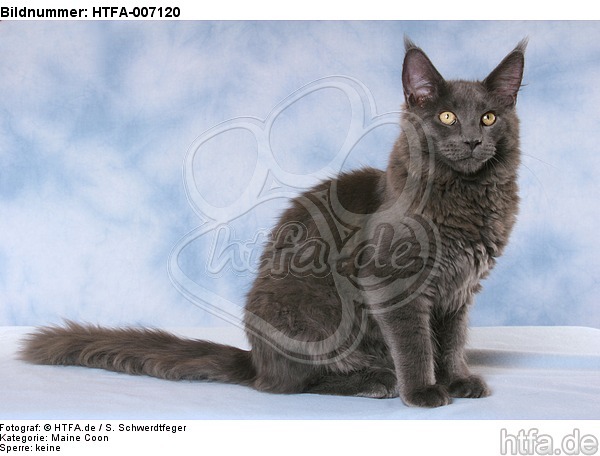 Maine Coon / HTFA-007120