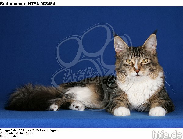 liegende Maine Coon / lying maine coon / HTFA-008494