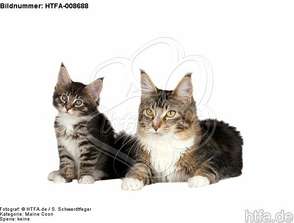 Maine Coons / HTFA-008688
