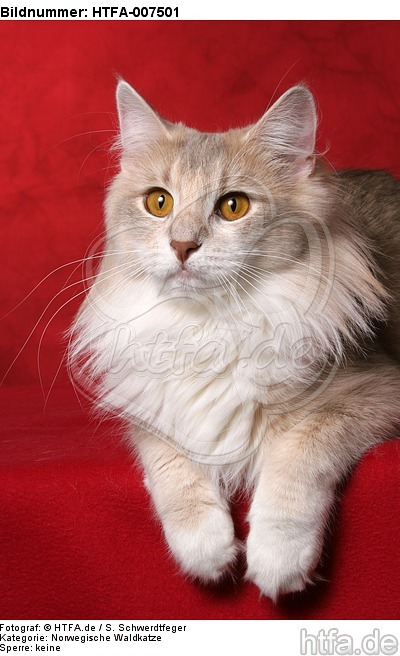 Norwegische Waldkatze / norwegian forestcat / HTFA-007501