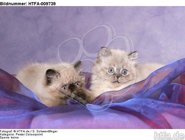 liegende Perser Colourpoint Kätzchen / lying persian colourpoint kitten / HTFA-009739