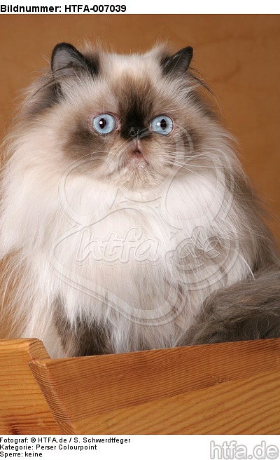 Perser Colourpoint / persian colourpoint / HTFA-007039