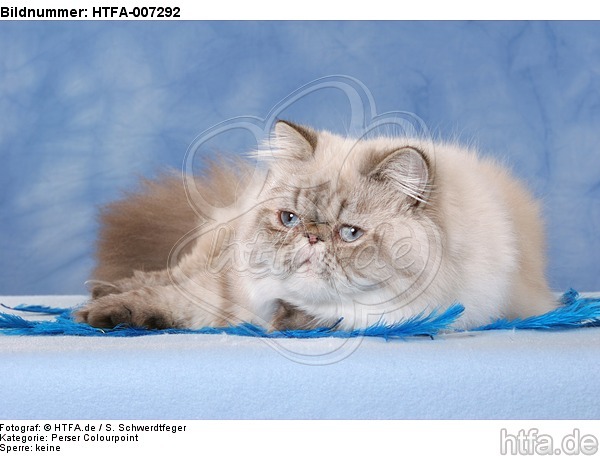 Perser Colourpoint / persian colourpoint / HTFA-007292
