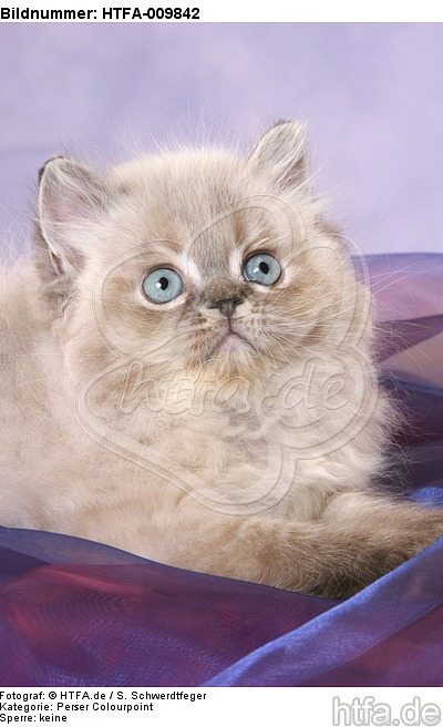 liegendes Perser Colourpoint Kätzchen / lying persian colourpoint kitten / HTFA-009842