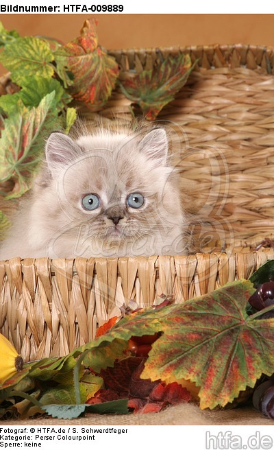 Perser Colourpoint Kätzchen / persian colourpoint kitten / HTFA-009889