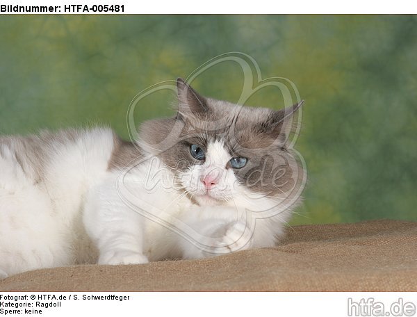 Ragdoll / HTFA-005481