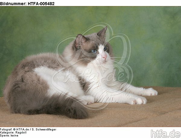 Ragdoll / HTFA-005482