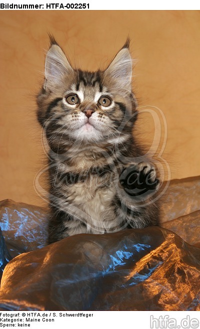 Maine Coon Kätzchen / maine coon kitten / HTFA-002251