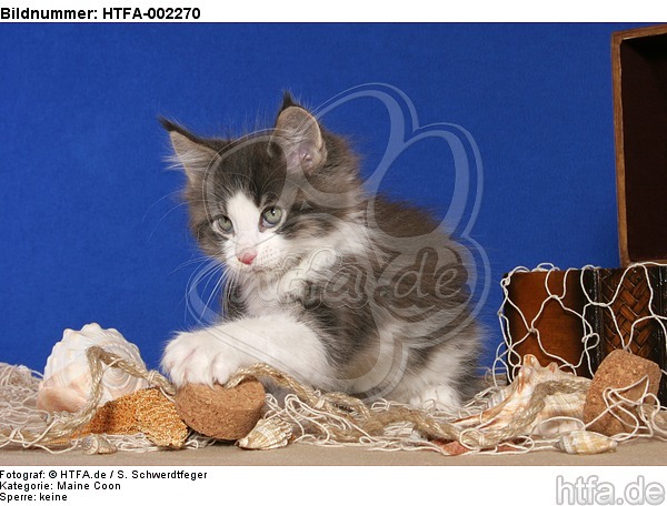 Maine Coon Kätzchen / maine coon kitten / HTFA-002270