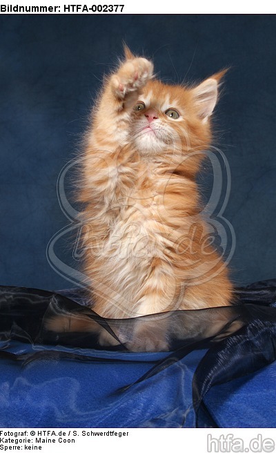 Maine Coon Kätzchen / maine coon kitten / HTFA-002377