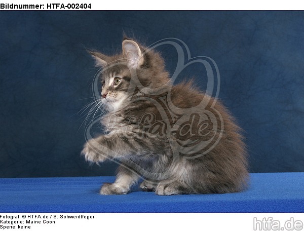 Maine Coon Kätzchen / maine coon kitten / HTFA-002404