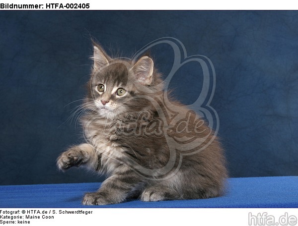 Maine Coon Kätzchen / maine coon kitten / HTFA-002405