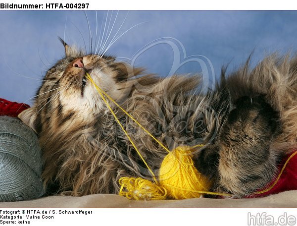 Maine Coon / HTFA-004297