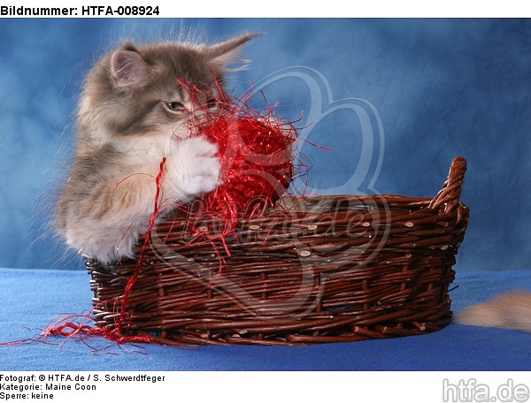 spielendes Maine Coon Kätzchen / playing maine coon kitten / HTFA-008924