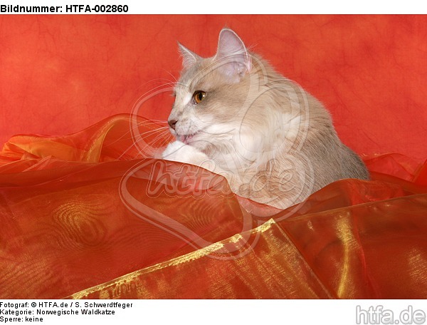 Norwegische Waldkatze / norwegian forestcat / HTFA-002860