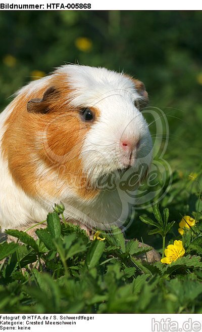 Crested Meerschwein / crested guninea pig / HTFA-005868