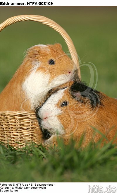 2 Glatthaarmeerschweine / 2 smooth-haired guninea pigs / HTFA-008109