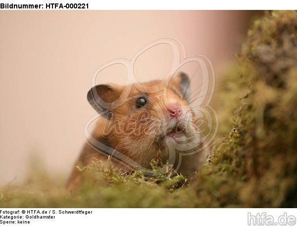 Goldhamster / golden hamster / HTFA-000221