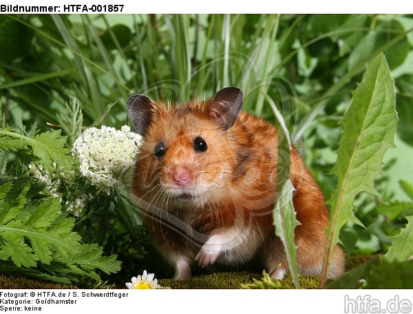 Goldhamster / golden hamster / HTFA-001857