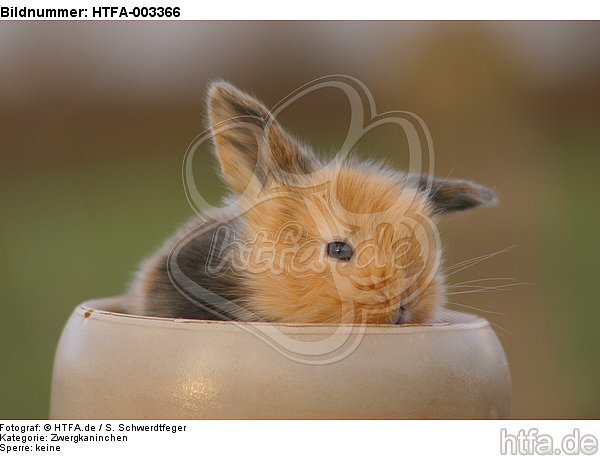 Zwergkaninchen / dwarf rabbit / HTFA-003366
