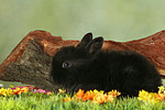 Zwergkaninchen / dwarf rabbit