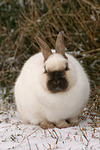 Zwergkaninchen / dwarf rabbit