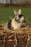 Zwergkaninchen / dwarf rabbit